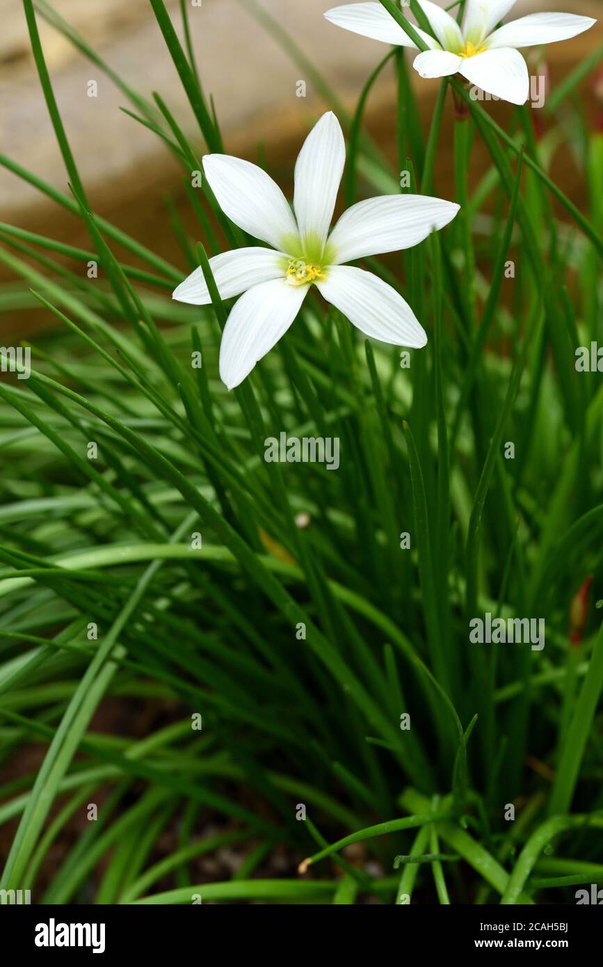 The white flower of a Peruvian Swamp Lily. Stock Photo