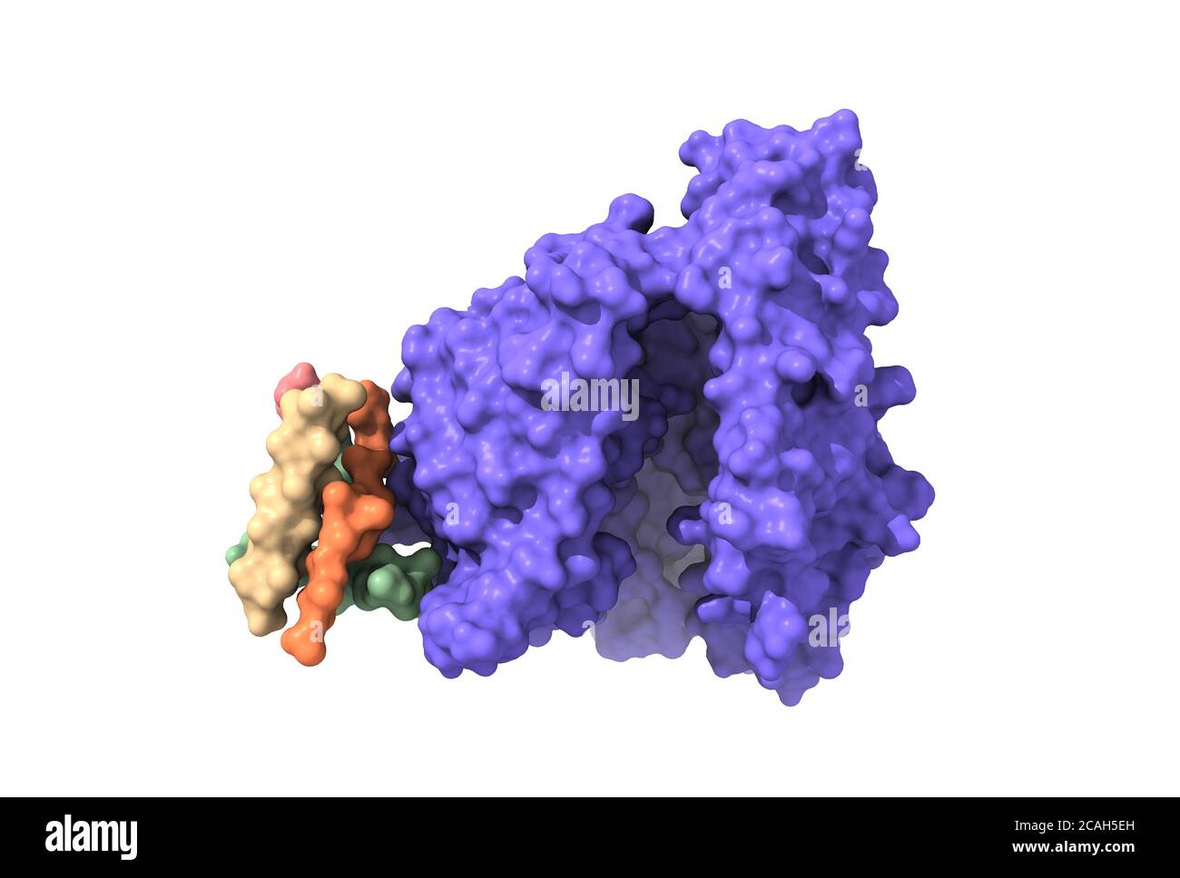 Structure of the human Angiotensin Converting Enzyme-Related Carboxypeptidase (ACE2), a receptor of SARS-CoV-2 spike glycoprotein, 3D surface model Stock Photo