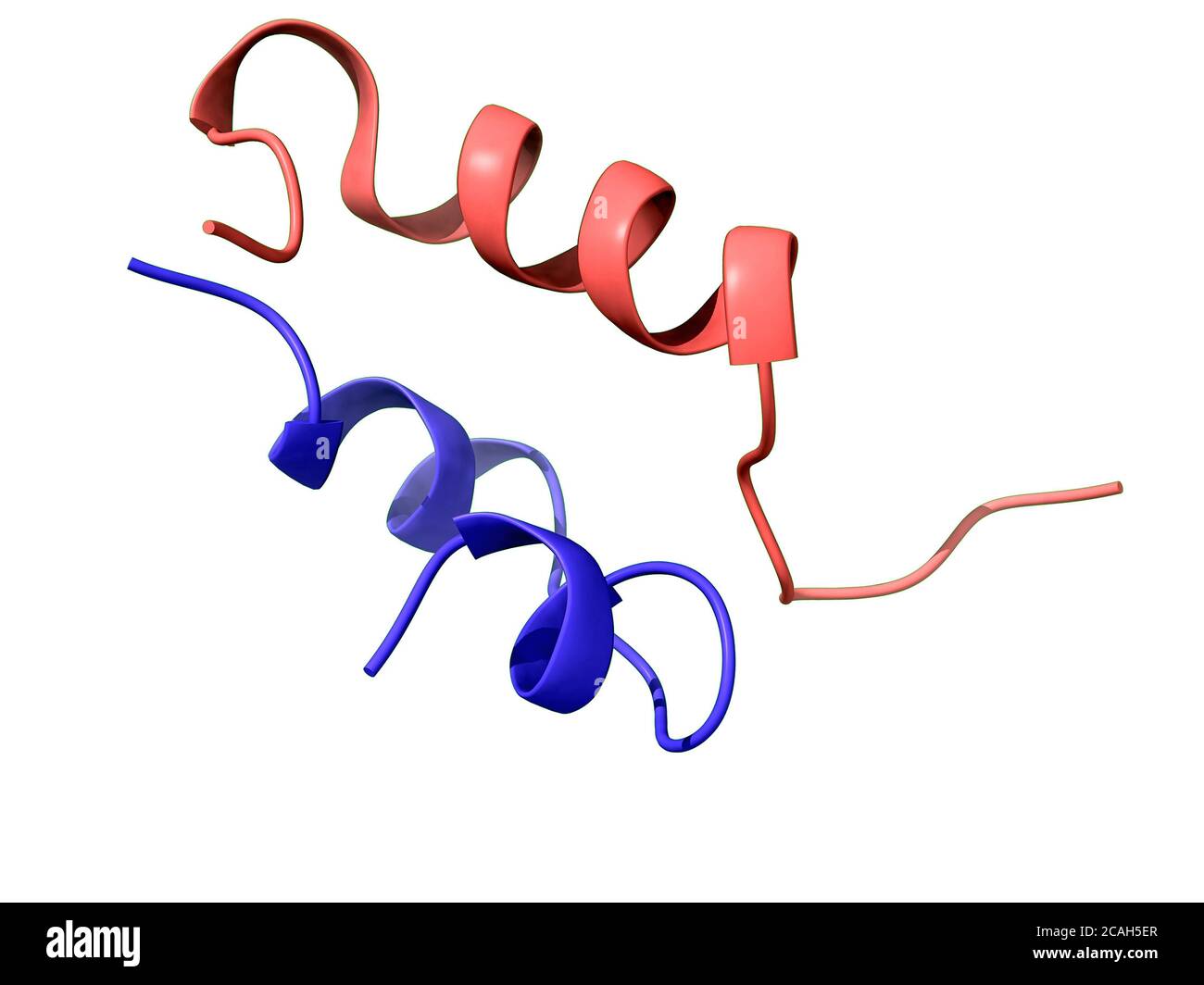 Bovine insulin, 3D-model of the heterodimer quaternary structure, Chains A and B, white background, cartoon model Stock Photo