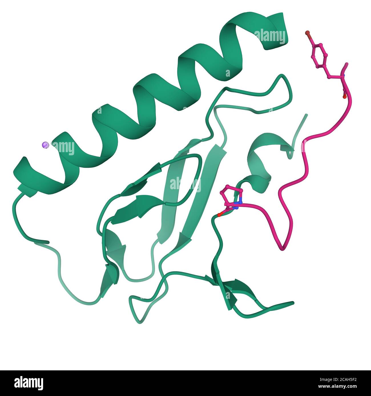 Crystal structure of the human calcitonin receptor ectodomain (green) in complex with a truncated salmon calcitonin analog (pink), 3D cartoon model Stock Photo