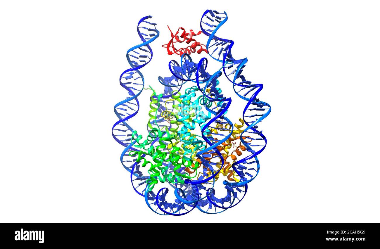 Crystal structure of chromatosome, 3D cartoon model, white background Stock Photo