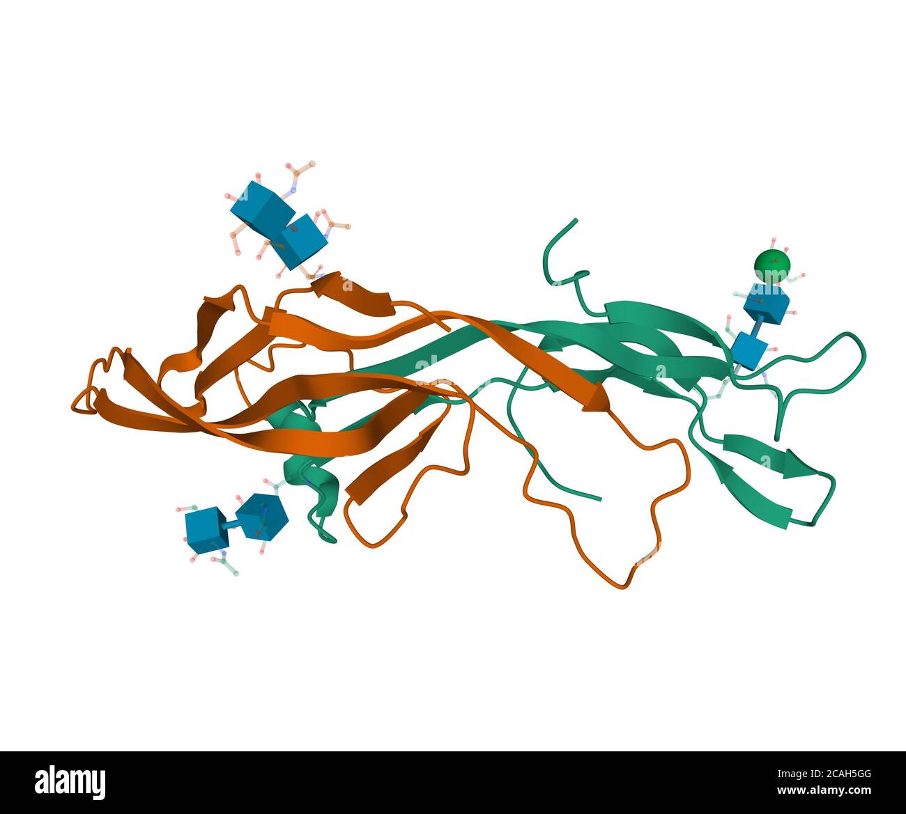 Recombinant human follicle-stimulating hormone with shown carbohydrate molecules attached, 3D-model of the heterodimer quaternary structure Stock Photo