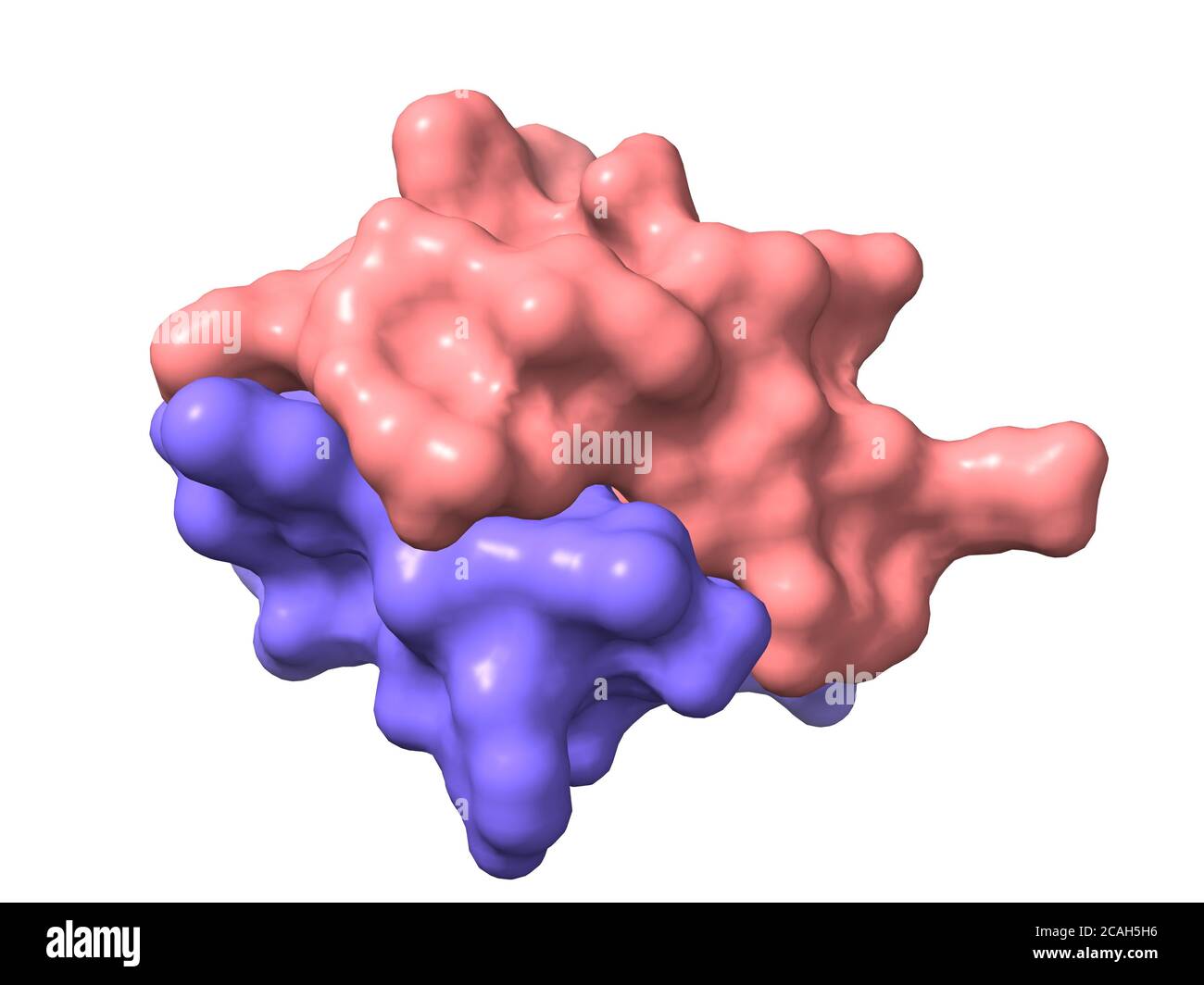 A 3D surface model of the recombinant human insulin quaternary structure chains A and B, white background Stock Photo
