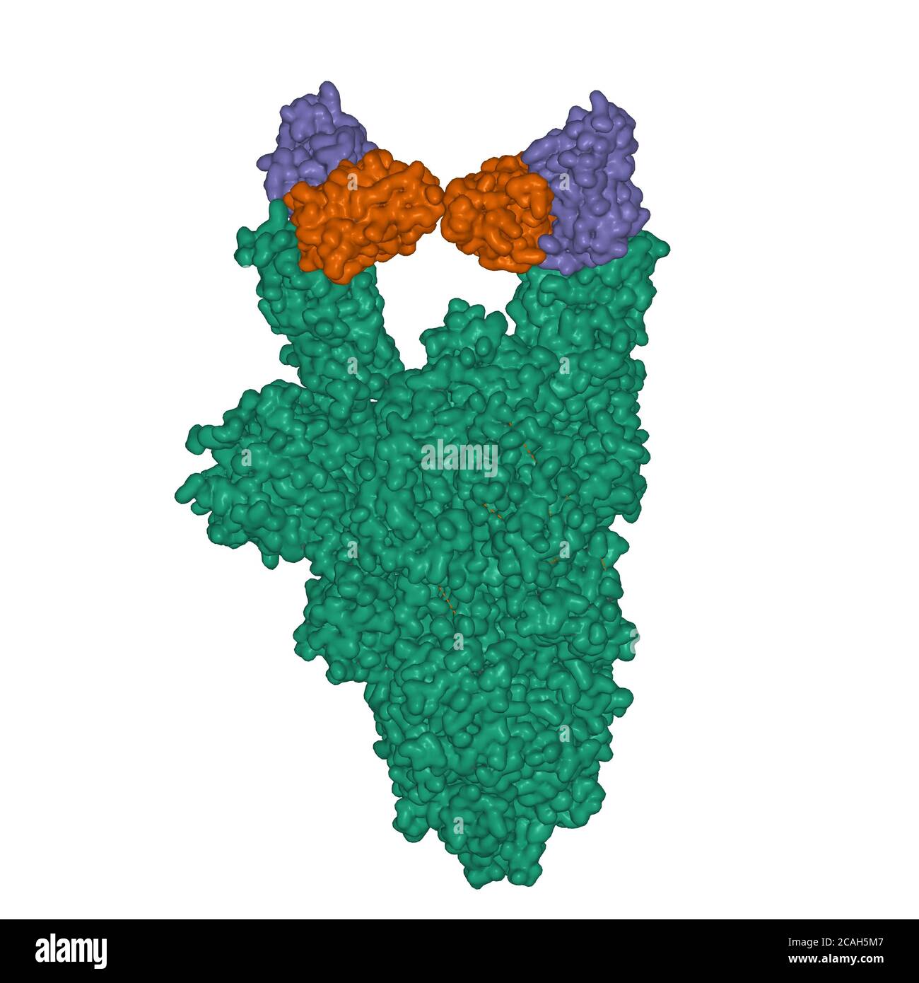 Structure of the SARS-CoV-2 spike glycoprotein homotrimer (green) in complex with the C105 neutralizing antibody Fab fragment dimer (brown and violet) Stock Photo