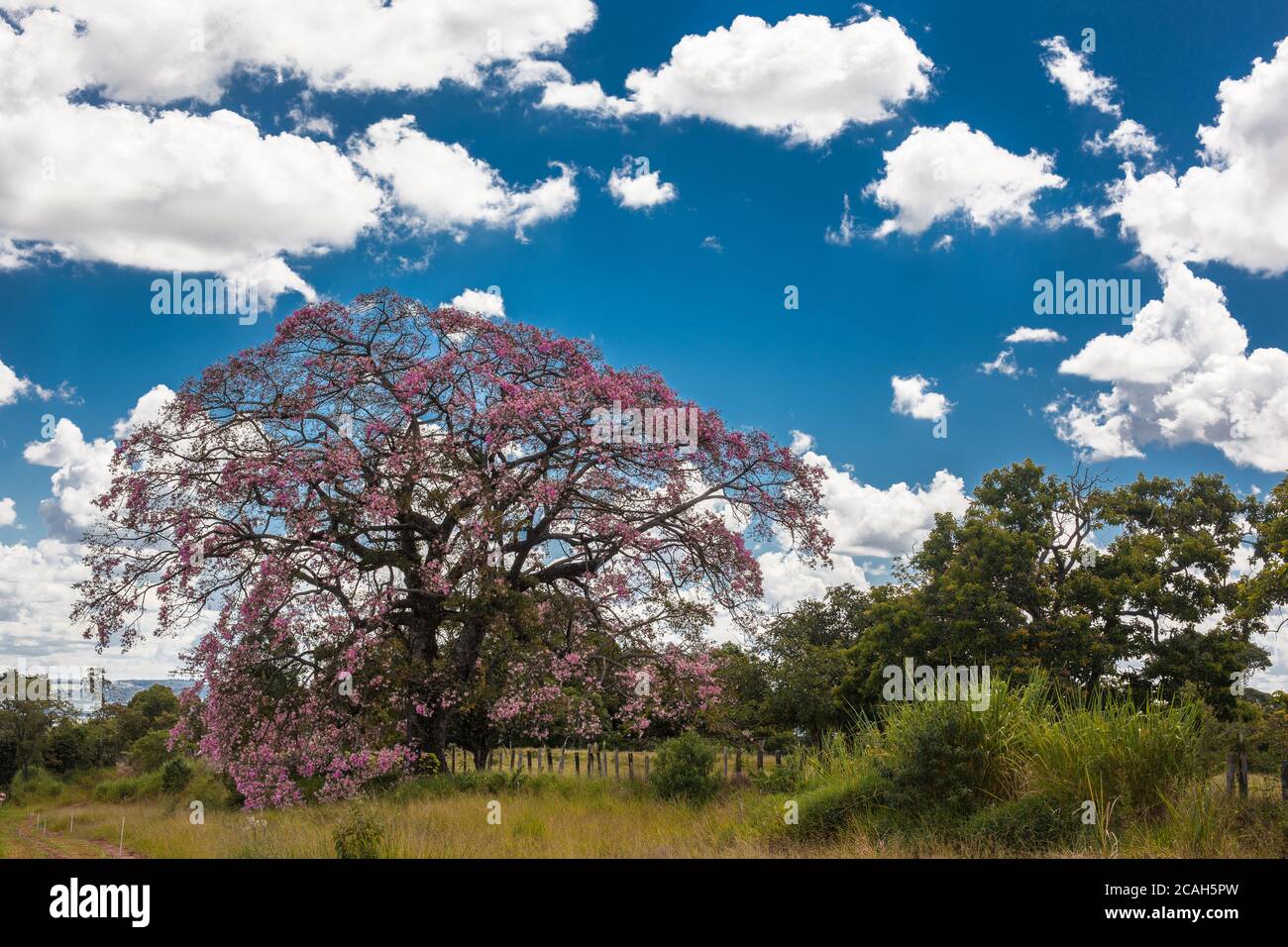 Typical purple tree of Brazil - Name in English: Pink Ipe or Pink Lapacho Stock Photo