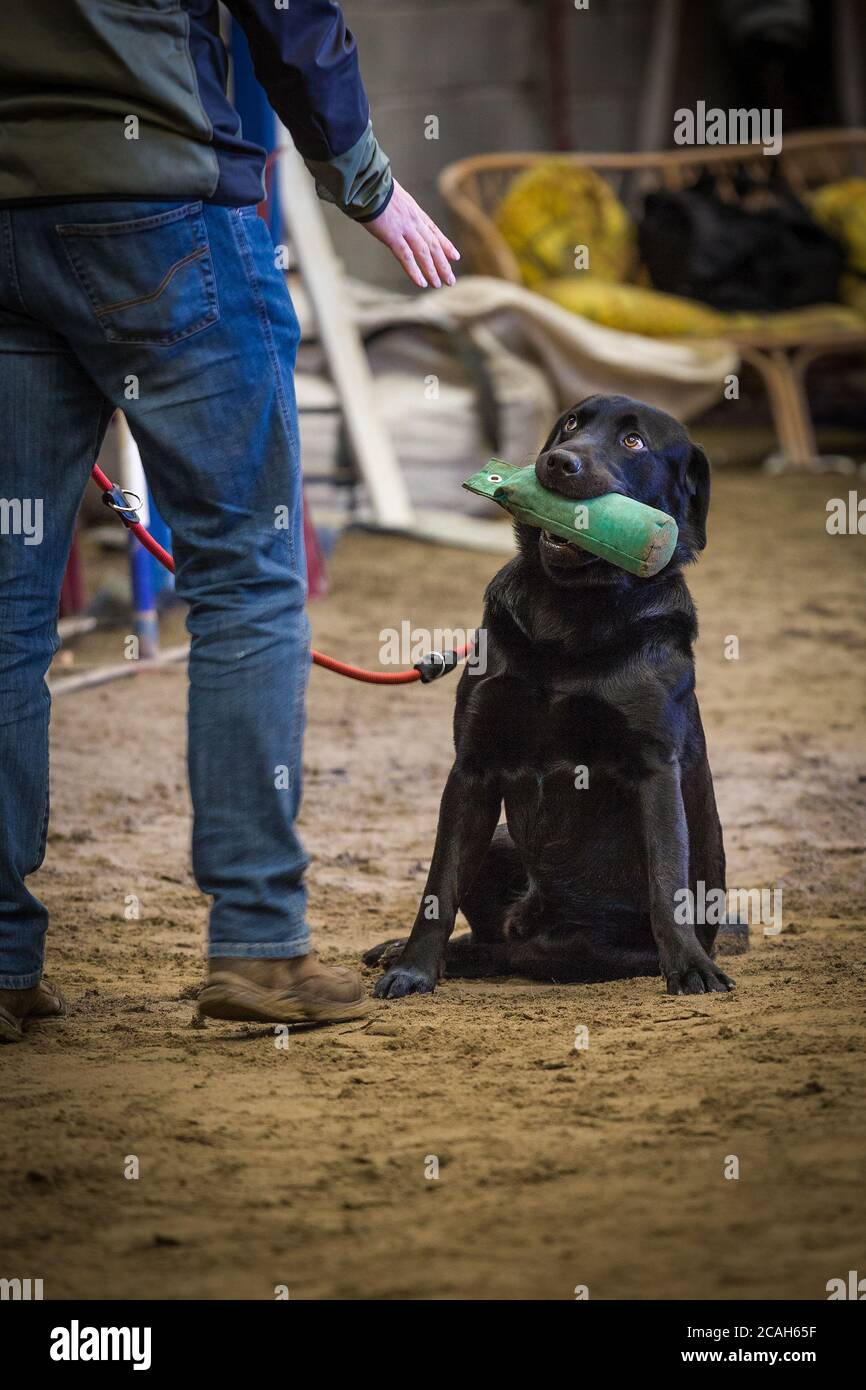 Young Male Black Labrador in Training with his Handler. Stock Photo
