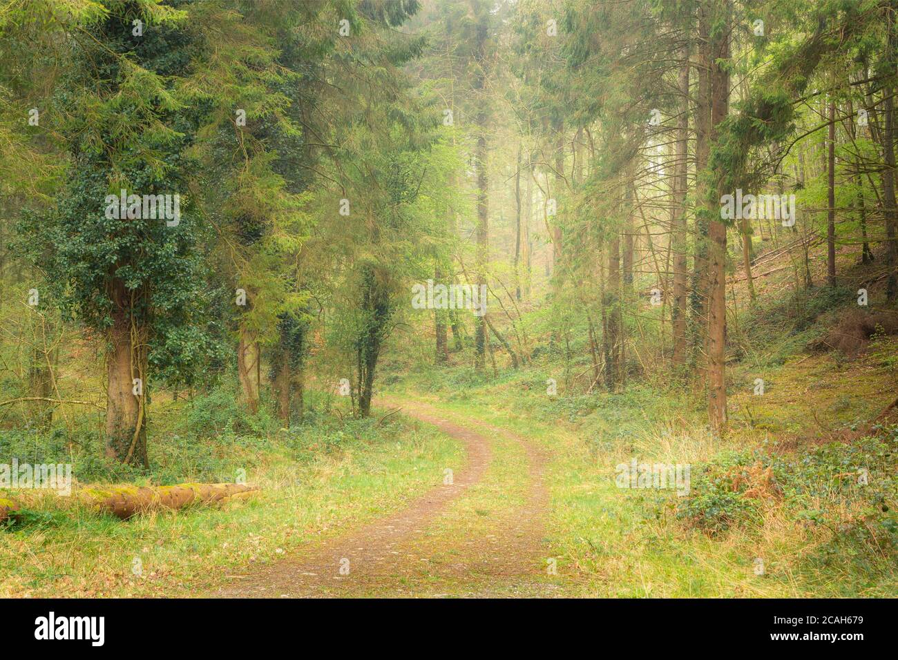 Road curving through misty forest Stock Photo Alamy