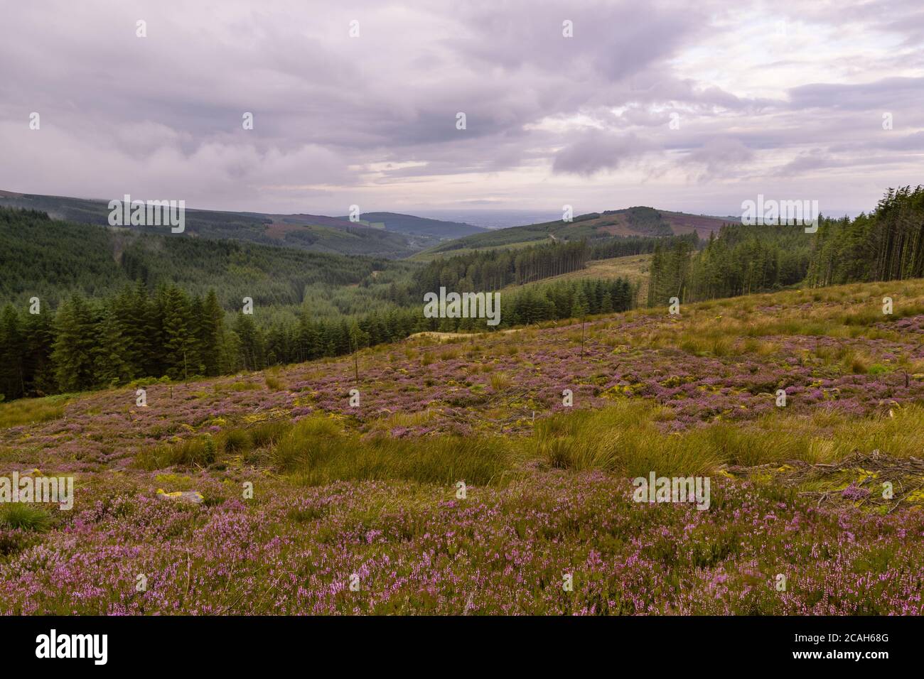 Mountains of Slieve Bloom, Offaly, Ireland, in August with purple heather in bloom. Stock Photo