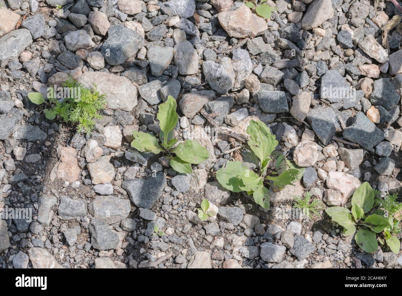 Common UK weed Greater Plantain / Plantago major growing in sunlit gravel beside a farm gate. Survival of the fittest, & medicinal plant, farm weeds. Stock Photo