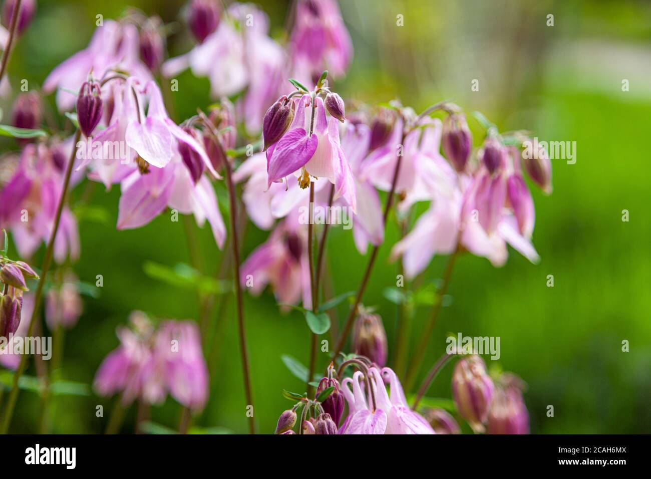 Beautiful garden flower in the summer. Aquilegia Is also called an eagle or a catchment. Genus of perennial herbaceous plants of the Ranunculaceae Stock Photo