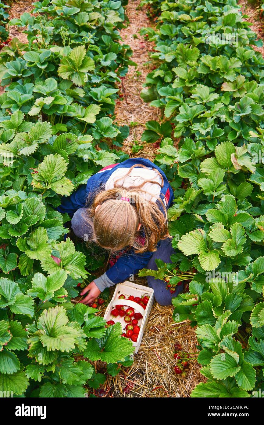 Young girl picking strawberries on an organic strawberry farm for ...