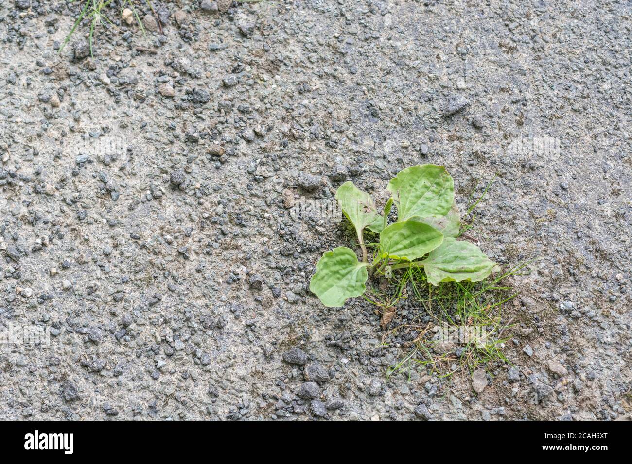 Common UK weed Greater Plantain / Plantago major growing in the baking tarmac of country road in sunshine. Survival of the fittest, & medicinal plant. Stock Photo