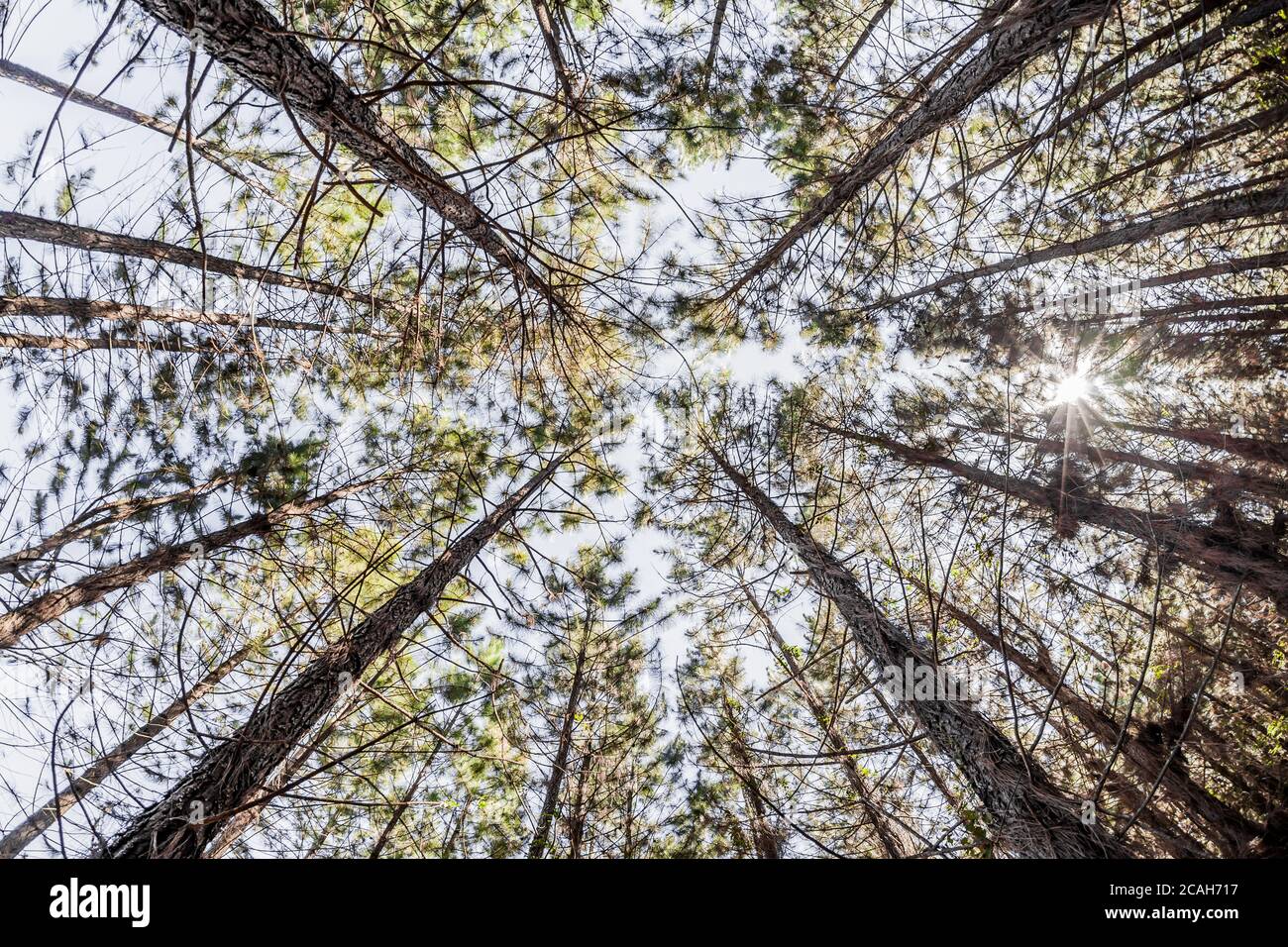 Looking up in a pine forest Stock Photo