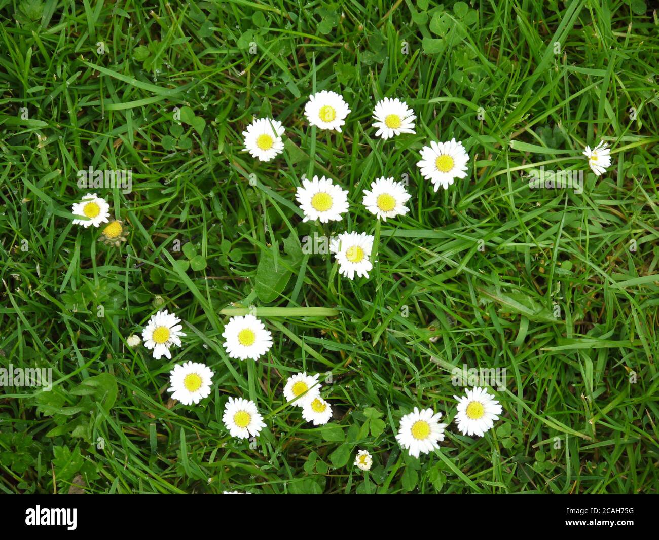 Common uk field weeds hi-res stock photography and images - Alamy