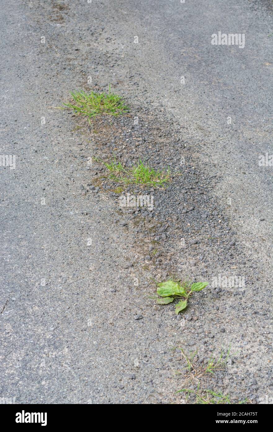 Common UK weed Greater Plantain / Plantago major growing in the baking tarmac of country road in sunshine. Survival of the fittest, & medicinal plant. Stock Photo