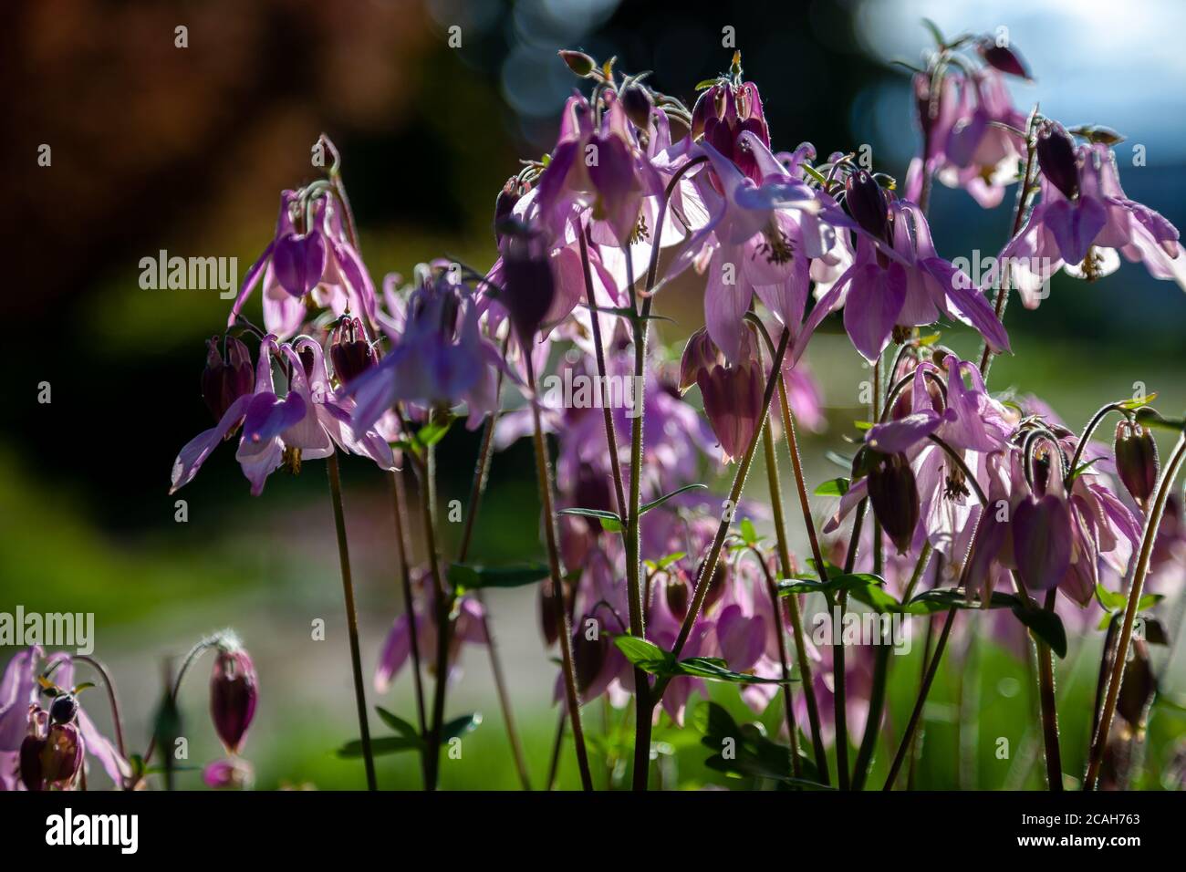 Beautiful garden flower in the summer. Aquilegia Is also called an eagle or a catchment. Genus of perennial herbaceous plants of the Ranunculaceae Stock Photo