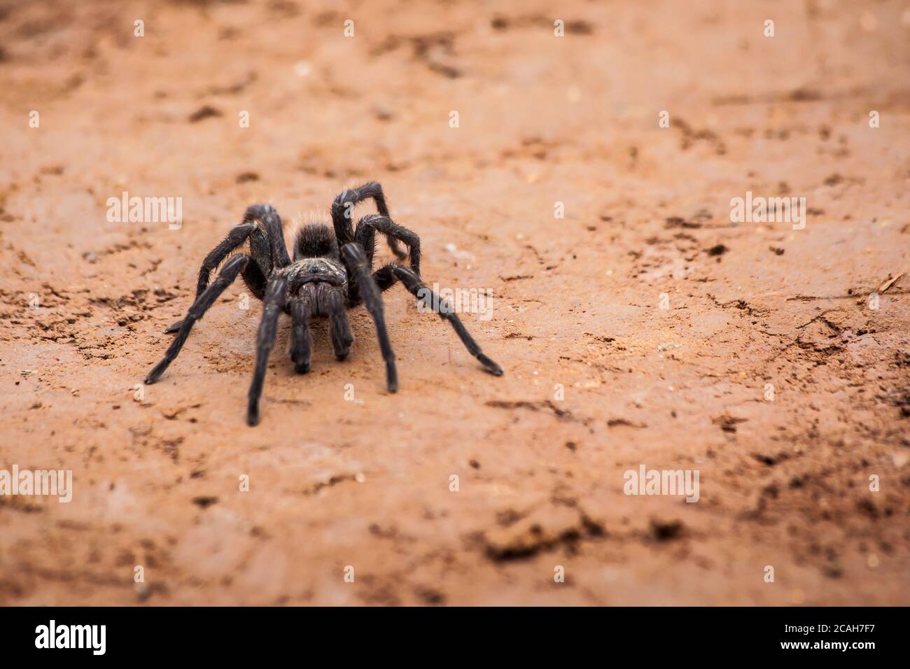 Spider walking at dirt road Stock Photo