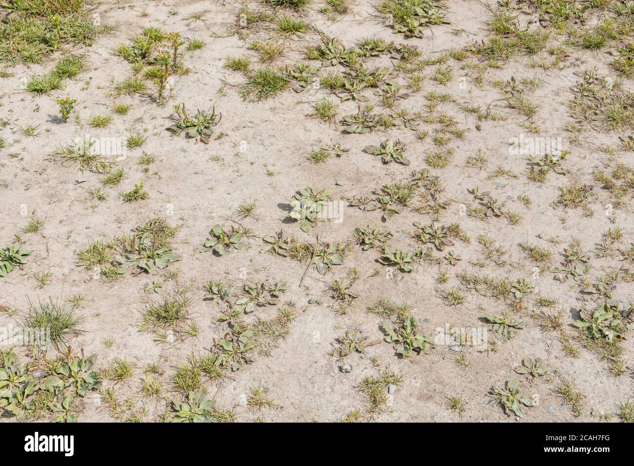 Weed patch mainly of Greater Plantain / Plantago major in drying sun baked mud. Some Pineappleweed also present. For drought, summer water shortages. Stock Photo