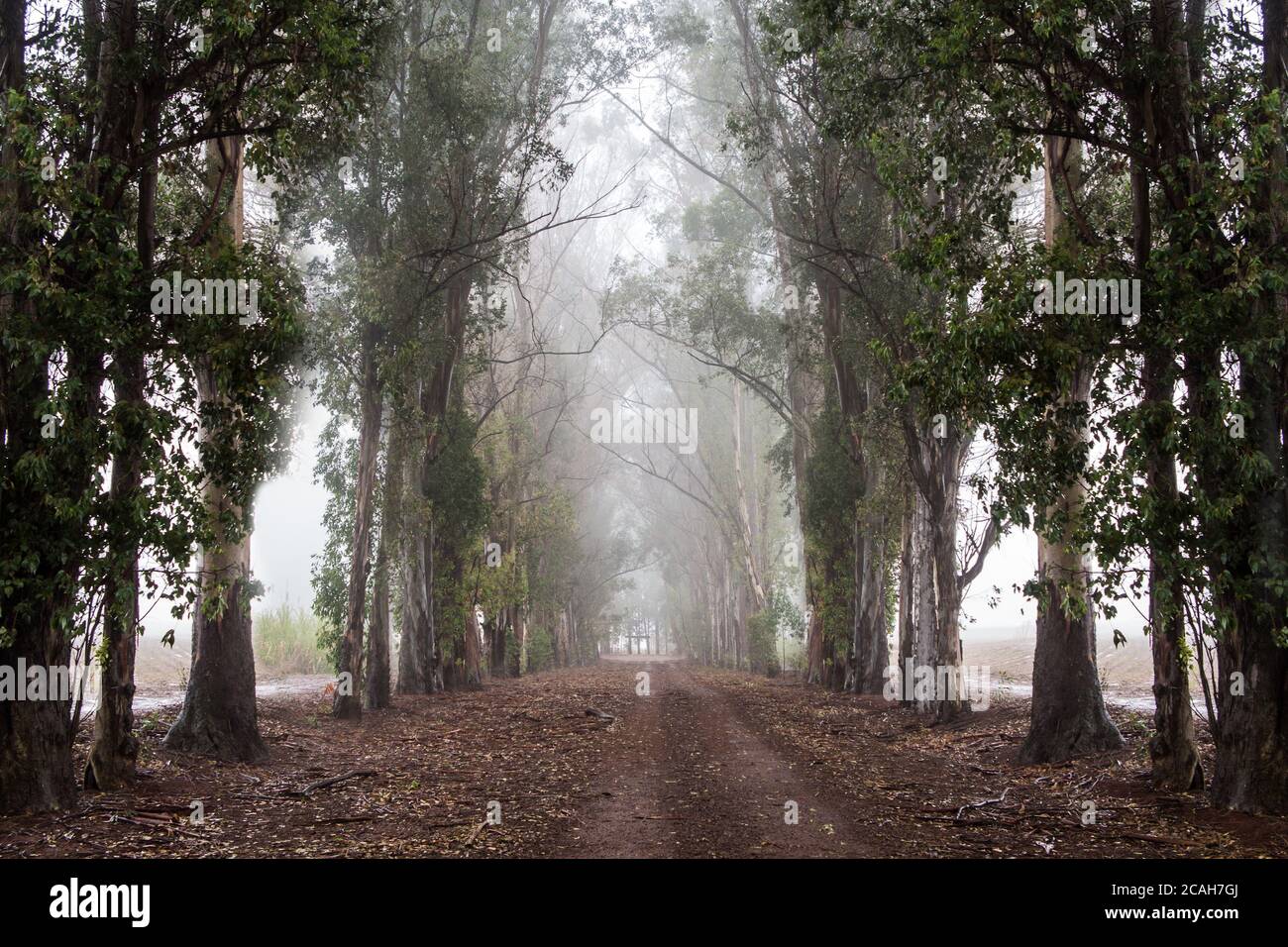 Dirt road among trees with fog Stock Photo - Alamy