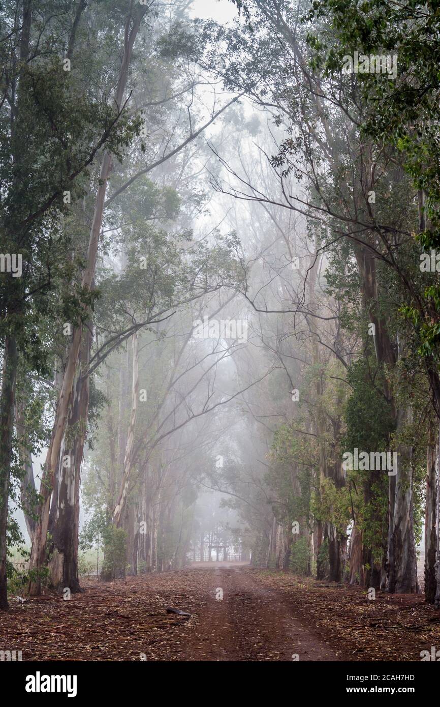 Dirt road among trees with fog Stock Photo - Alamy