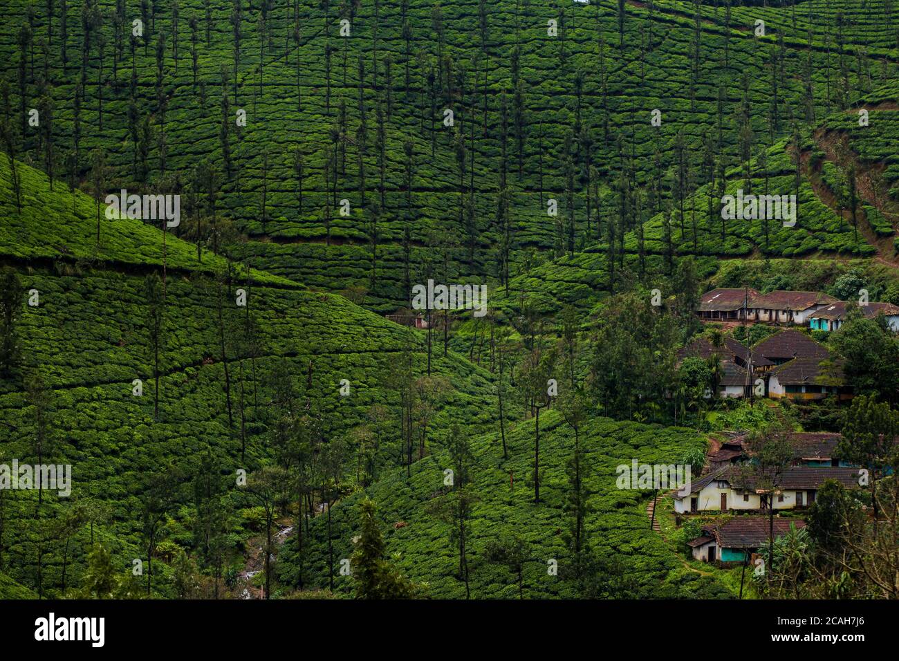 aerial view of a village in the mountains , Tea plantation around a village Stock Photo