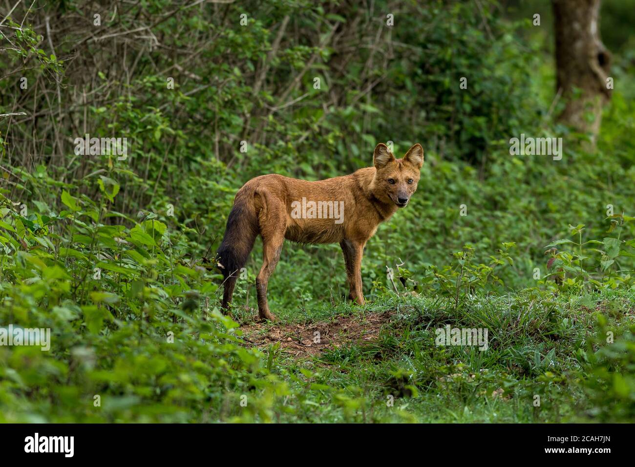 Portrait of a wild dog in the lush green tropical forest with greenery Stock Photo