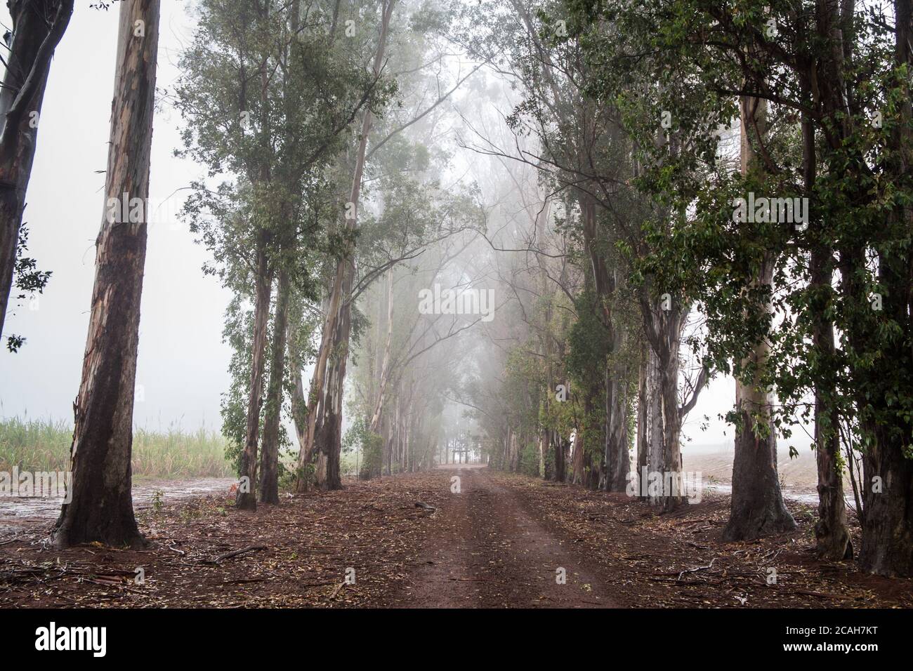 Dirt road among trees with fog Stock Photo - Alamy
