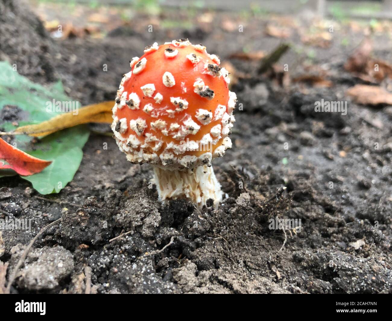 Fly agaric with red cap and white spots. Summer shot. A poisonous mushroom in Central Russia. Stock Photo