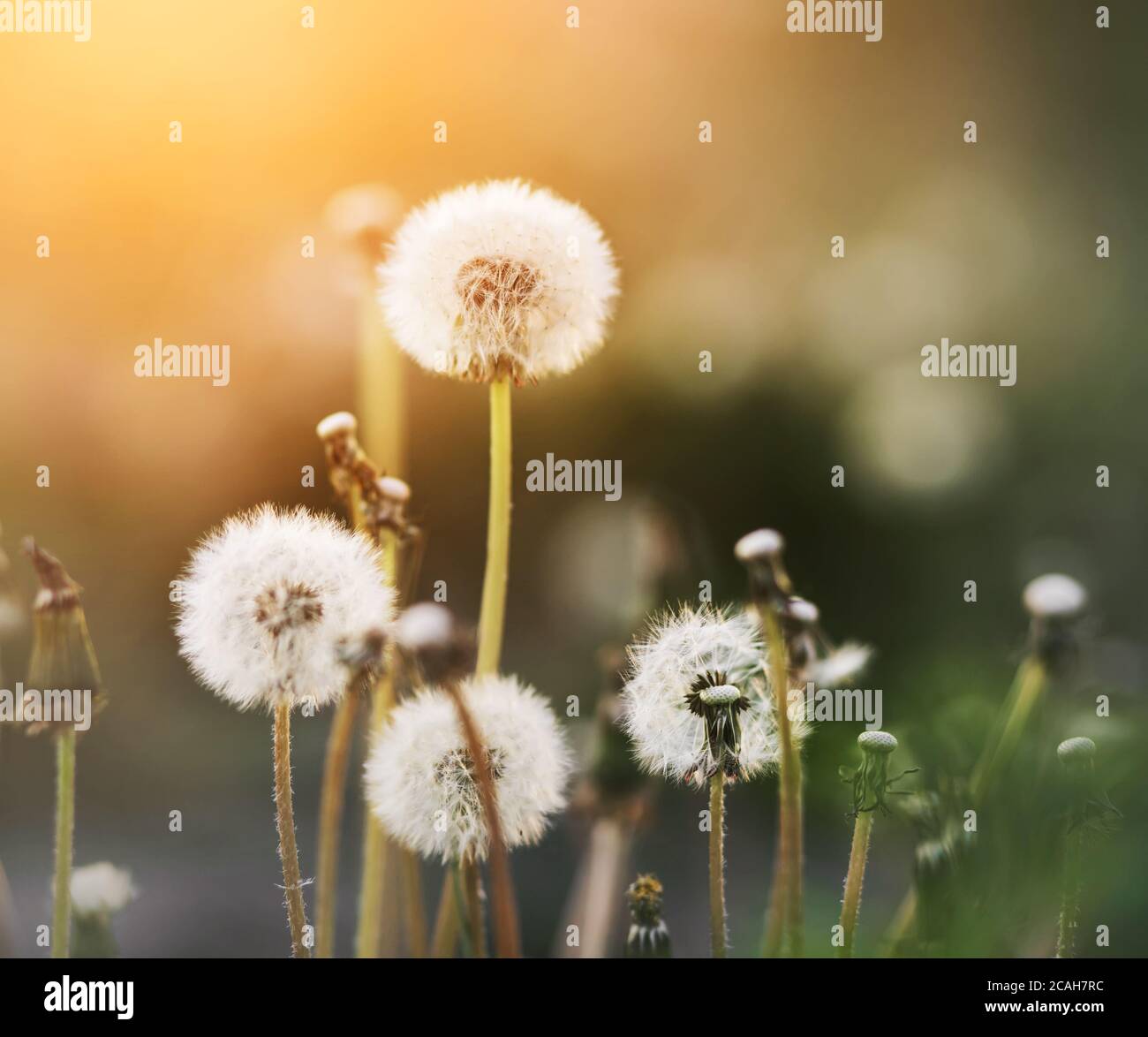 White Fluff of Dandelion Seeds. Reproduction of Plants Stock Photo - Image  of soft, blossom: 151784056