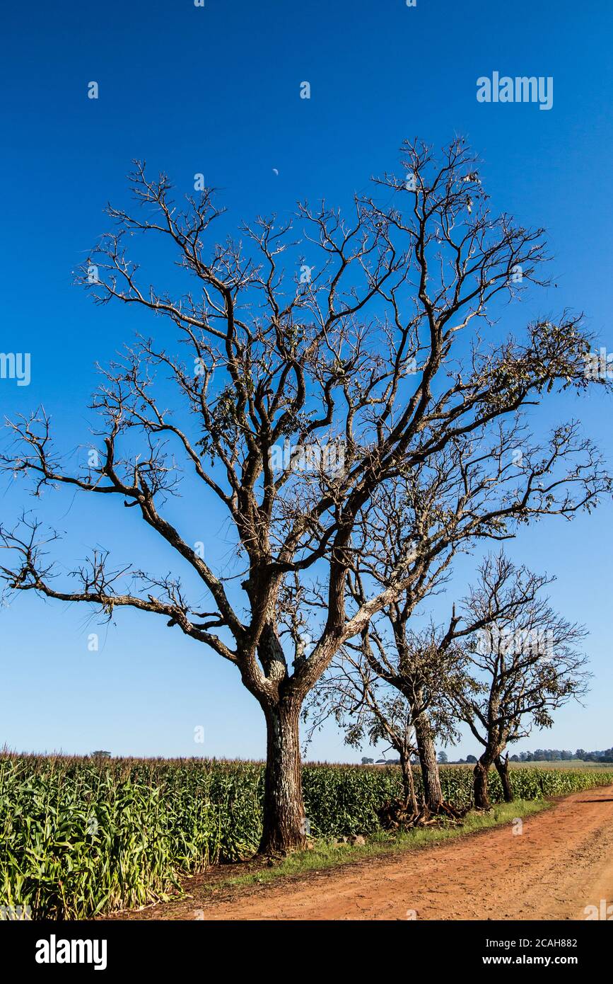 Cedar tree at blue sky and corn plantation Stock Photo