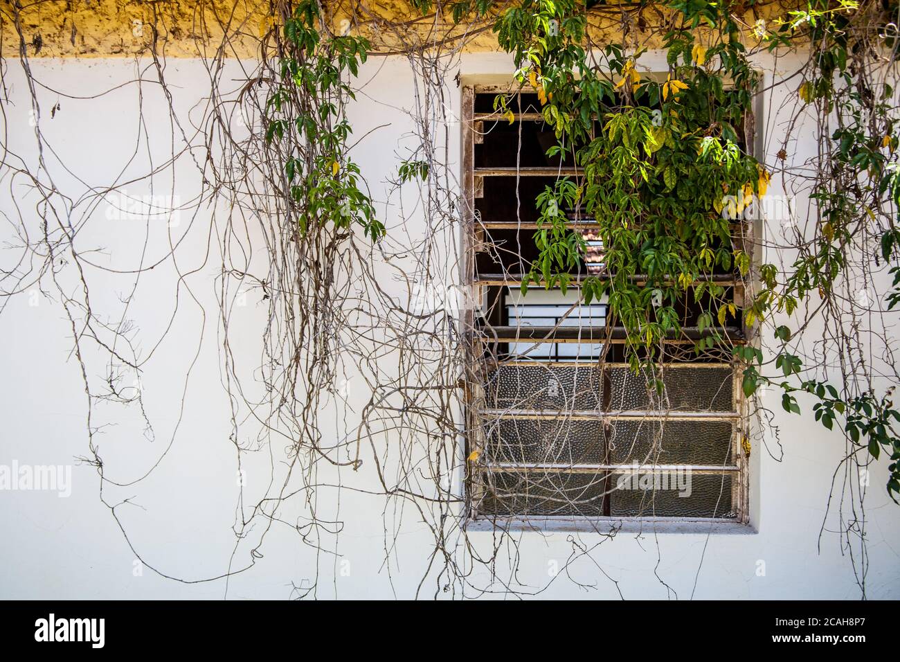 Old Window with plants in the wall Stock Photo - Alamy