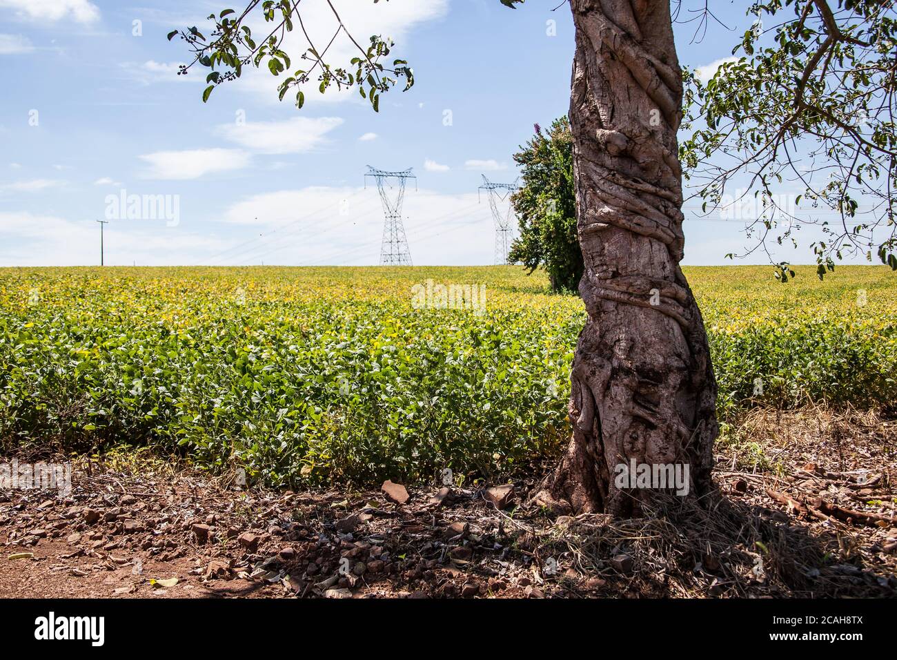 Soybean brazil hi-res stock photography and images - Alamy