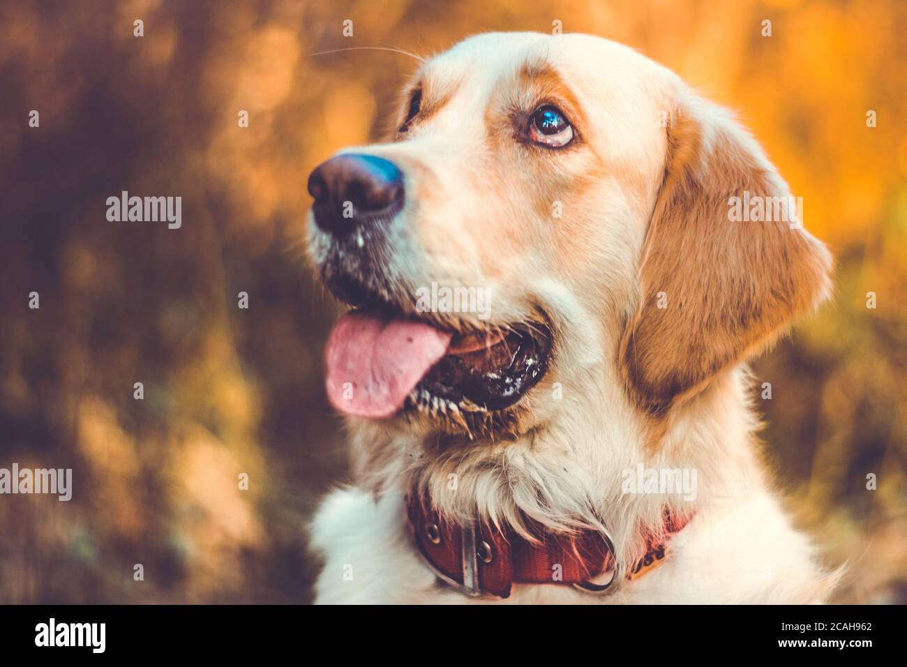 Active, smile and happy purebred labrador retriever dog outdoors in grass park on sunny Stock Photo