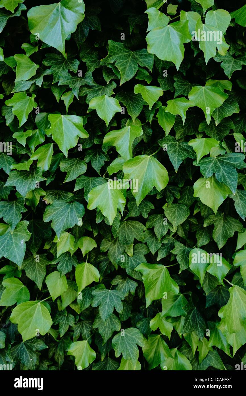Common Ivy leaves in spring, English ivy, European Ivy a flowering plant in the family Araliaceae, an evergreen climbing vine - Hedera Helix Stock Photo