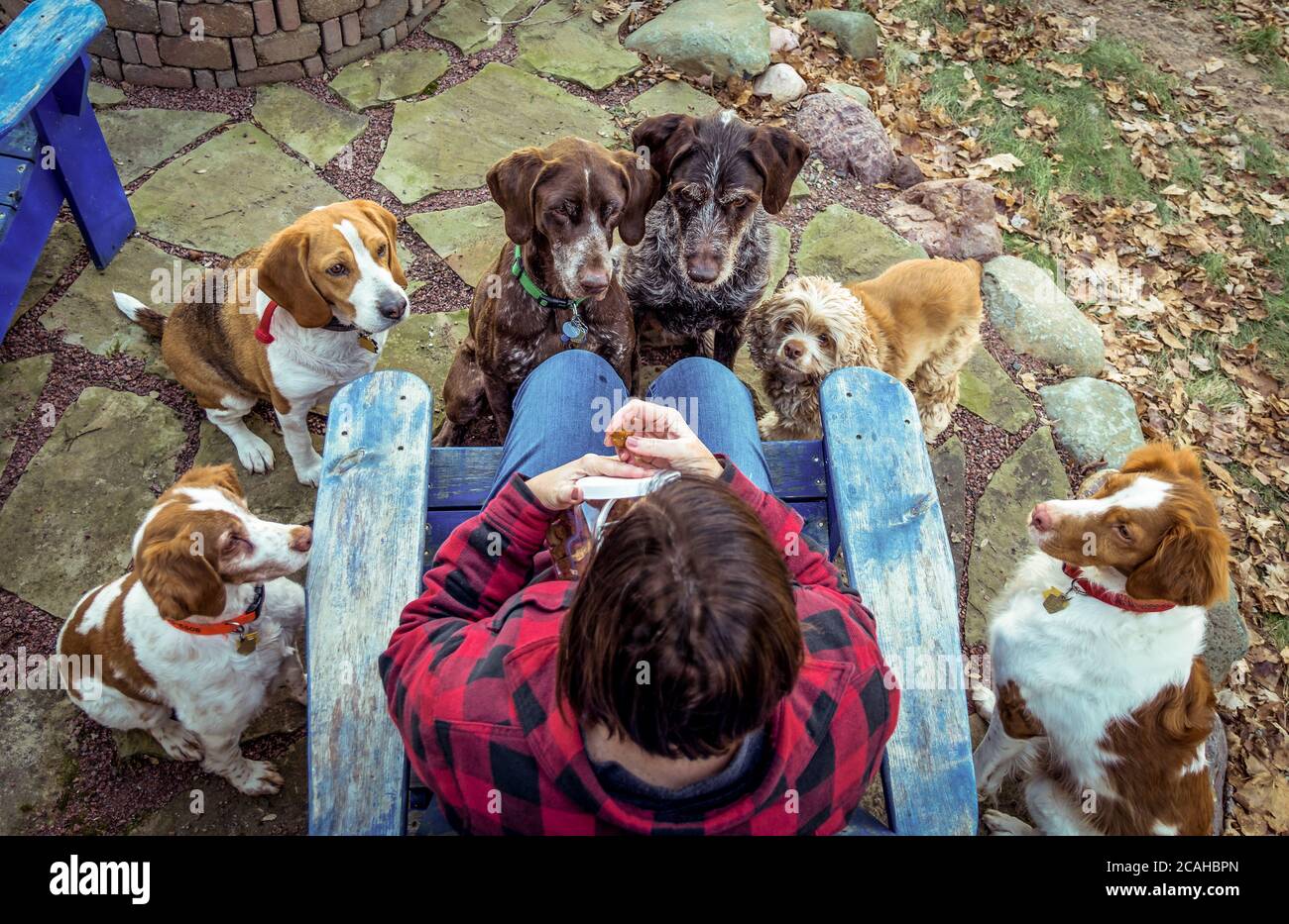 Surrounded by dogs hi-res stock photography and images - Alamy