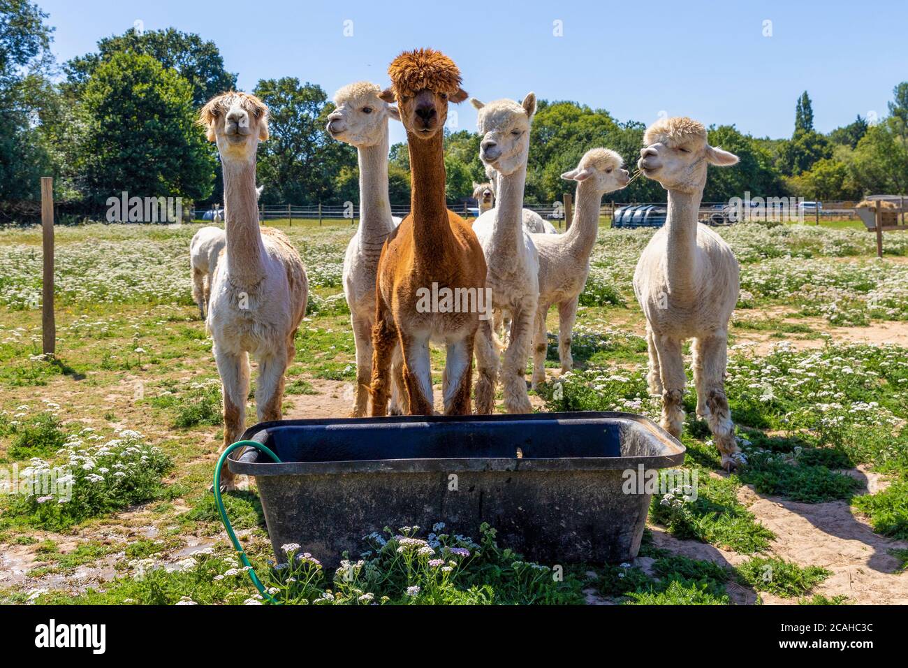 Brentwood, Essex, UK. 7th August 2020. UK Weather: As temperatures across the UK reach 38 degrees, the Alpacas at Hopefield Animal Sanctuary in Brentwood enjoy a hose down and a cold bath. Credit: Ricci Fothergill/Alamy Live News Stock Photo