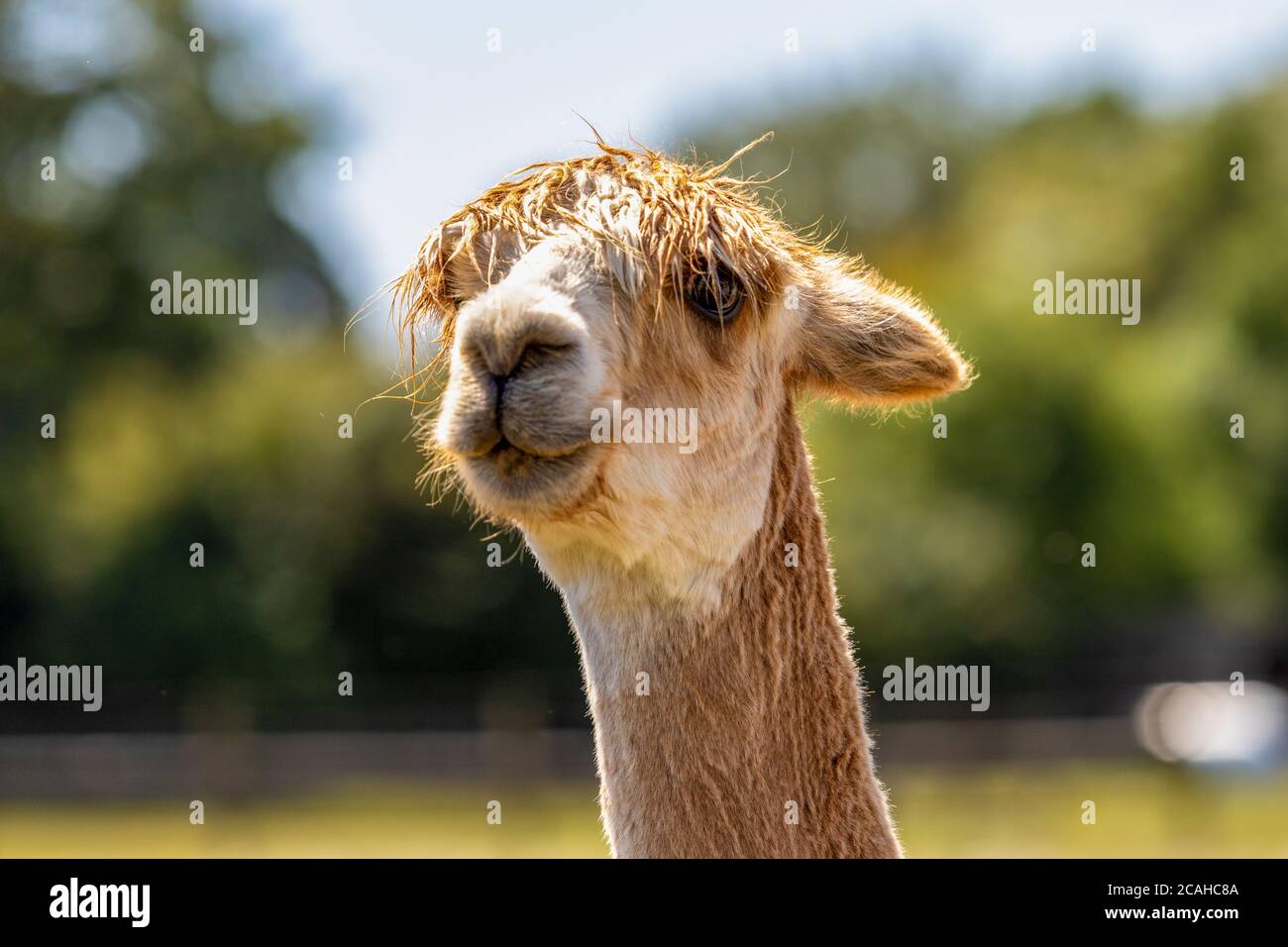 Brentwood, Essex, UK. 7th August 2020. UK Weather: As temperatures across the UK reach 38 degrees, the Alpacas at Hopefield Animal Sanctuary in Brentwood enjoy a hose down and a cold bath. Credit: Ricci Fothergill/Alamy Live News Stock Photo