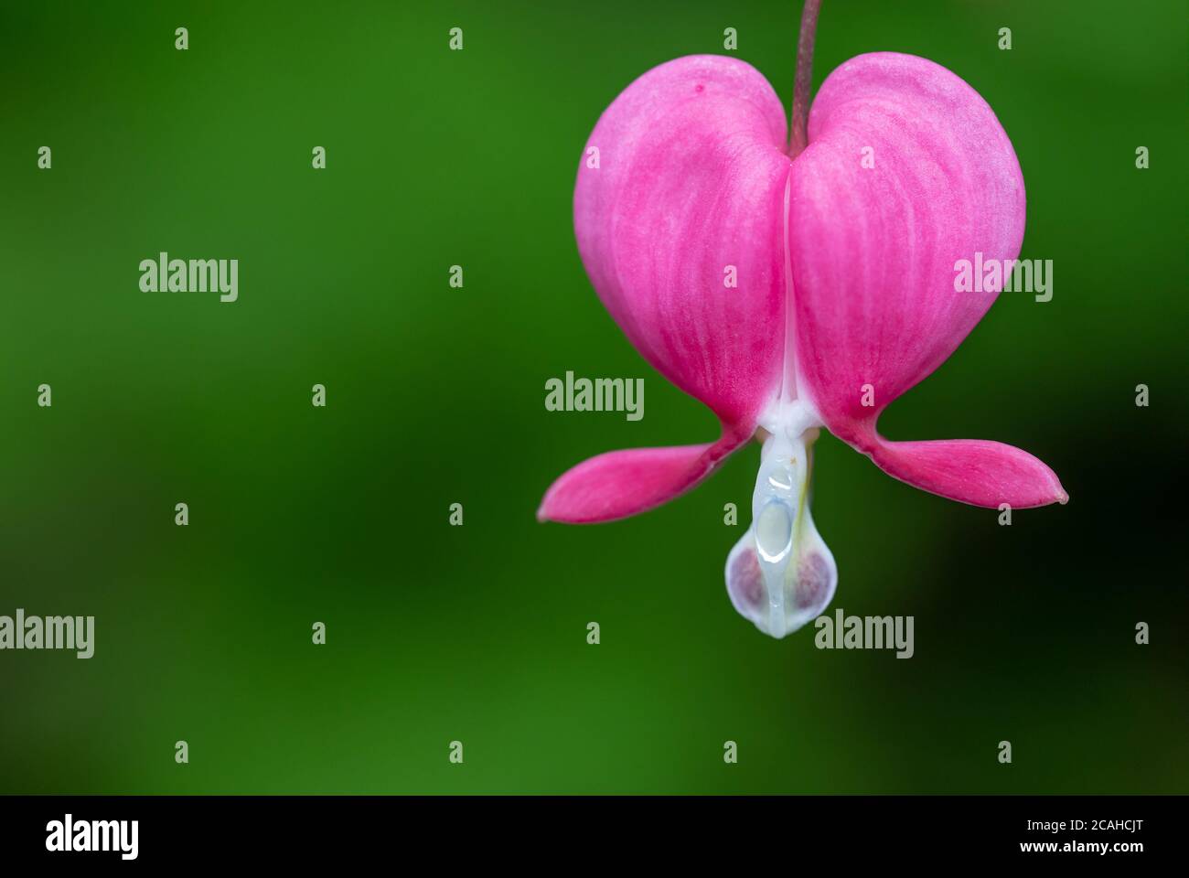 Closeup of single pink bleeding heart flower with blurred green background Stock Photo