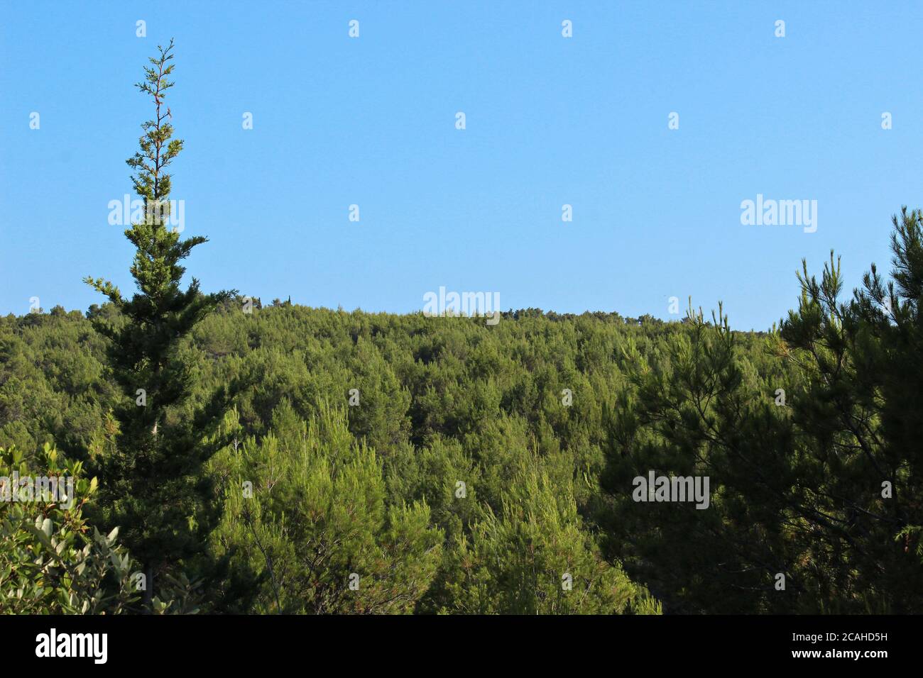 Forest treeline hi-res stock photography and images - Alamy