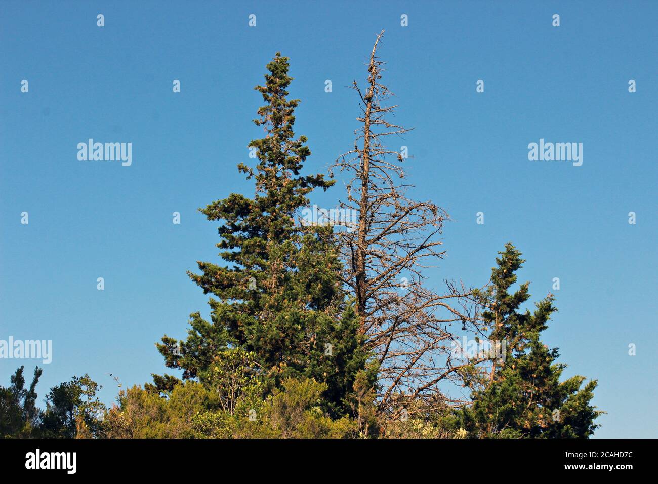 Dry pine tree Stock Photo Alamy