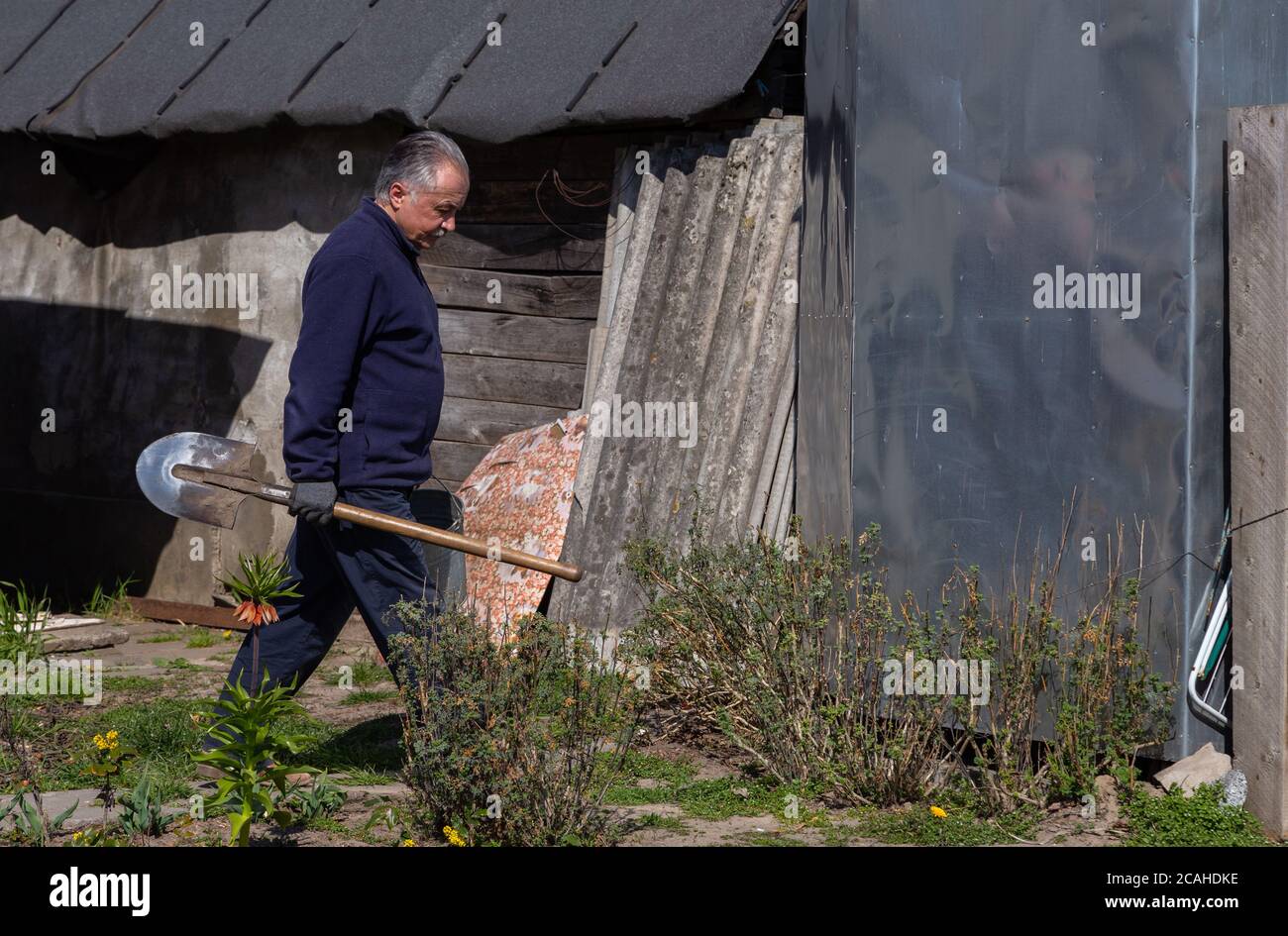 Adult male farmer carries a shovel in his garden Stock Photo - Alamy