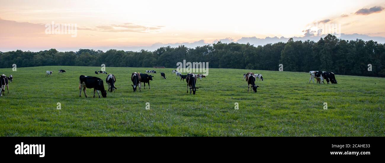 A sunset, sunrise panorama of a pasture where a herd of holstein cattle ...