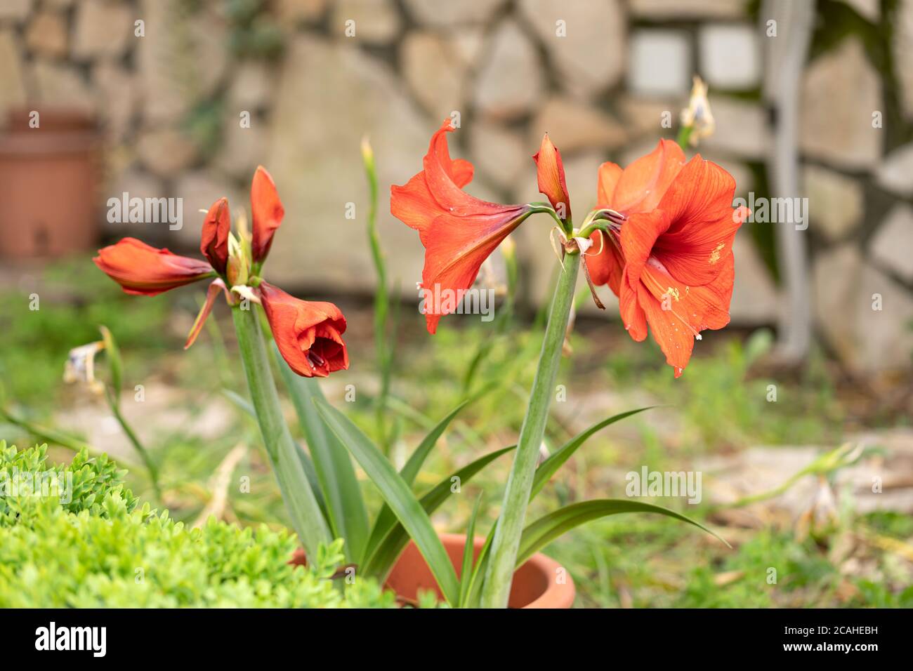 Amaryllis Red Pearl (Hippeastrum) plant in a garden - Amaryllis Red Pearl plant with large deep-crimson red velvety flowers. Stock Photo
