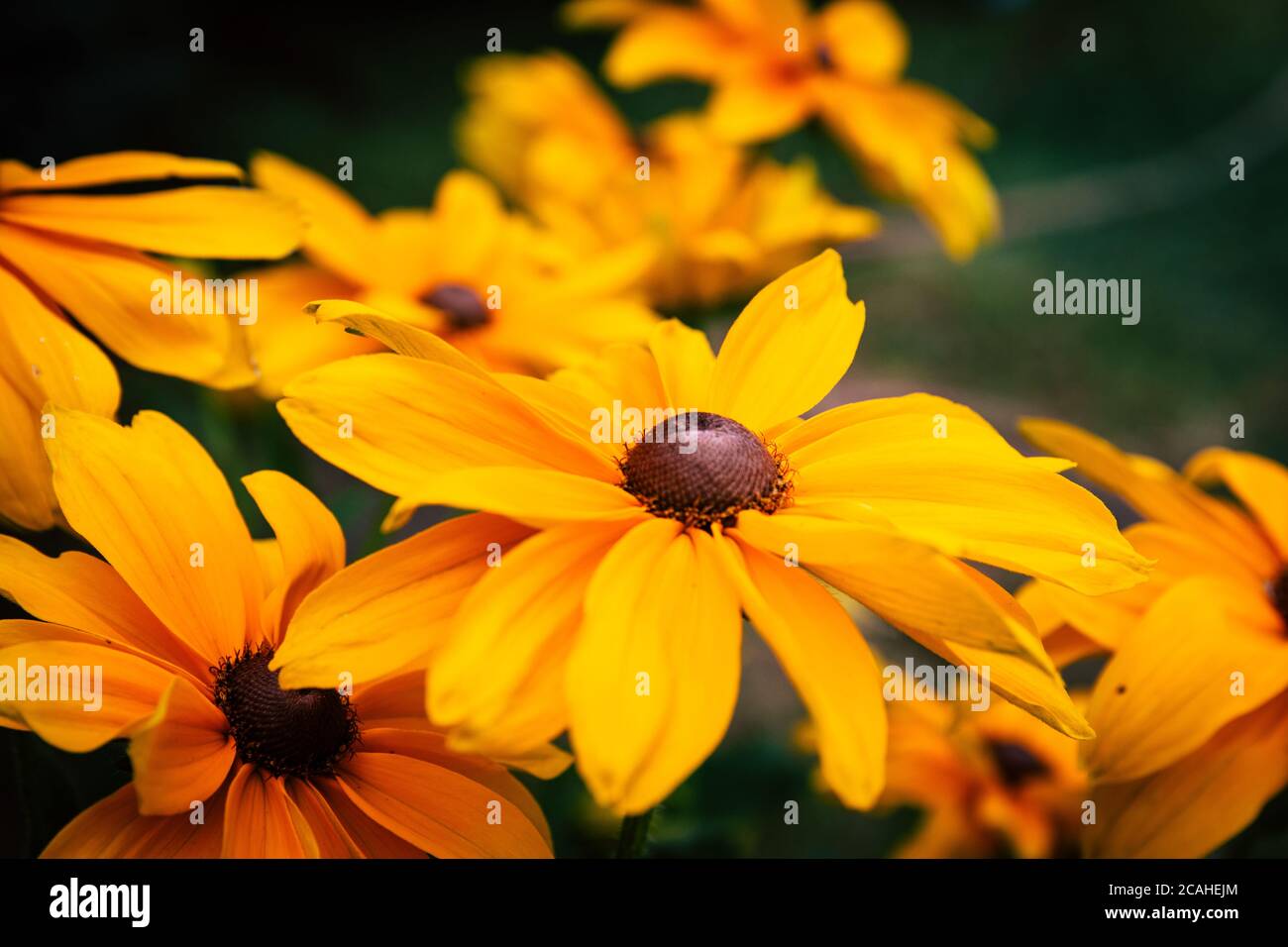 Orange Black-Eyed Susan - Rudbeckia Fulgida Stock Photo