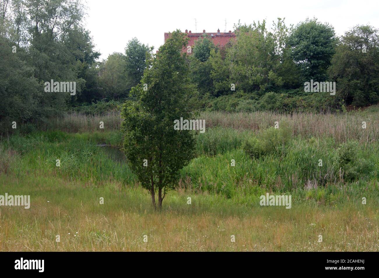 Die Heidelake, ein Teich in der Gartenstadt-Staaken am Ungewitterweg, nahe Feuerwehr, die im Volksmund auch Paddenpuhl genannt wird. Stock Photo