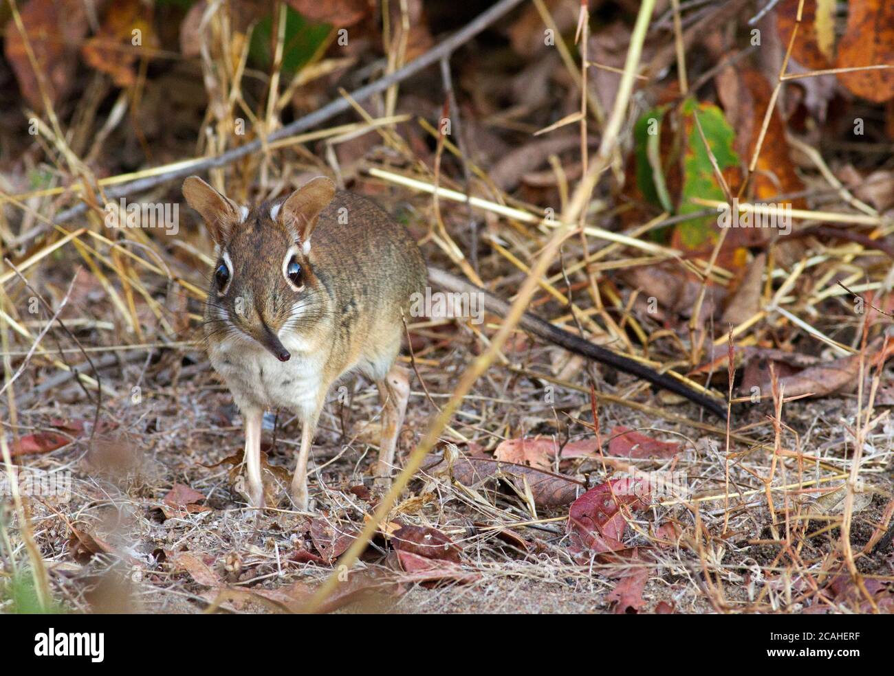 The Fourtoed Senji,or Elephantshrew as they used to be called, is