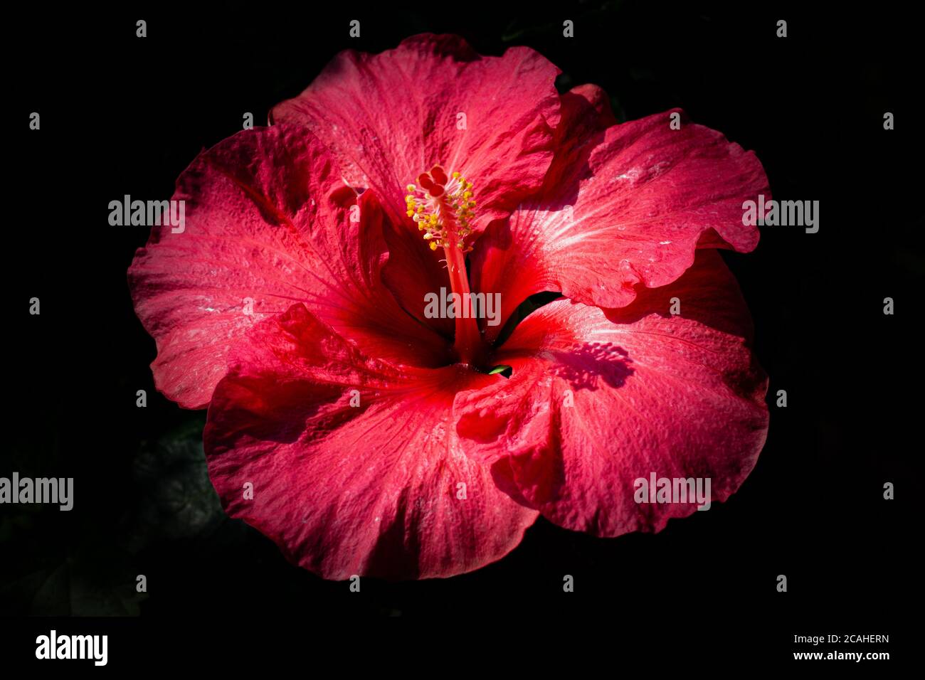 Most beautiful hibiscus flower hi-res stock photography and images - Alamy
