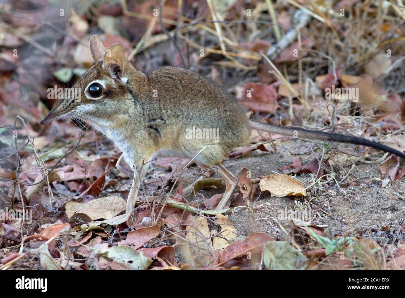 The Four-toed Senji,or Elephant-shrew as they used to be called, is extremely active patrolling it's territory along well trod paths, ever in search Stock Photo