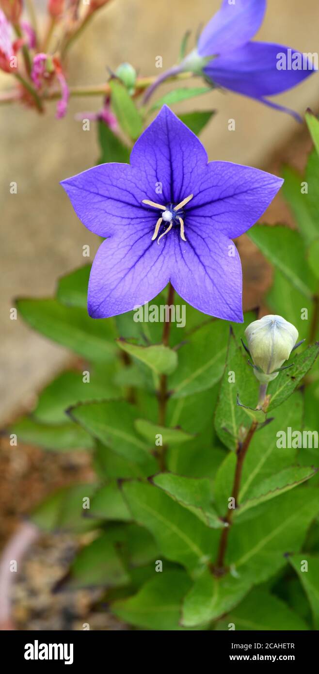 A blue, star-shaped bloom of a Balloon flower. Stock Photo
