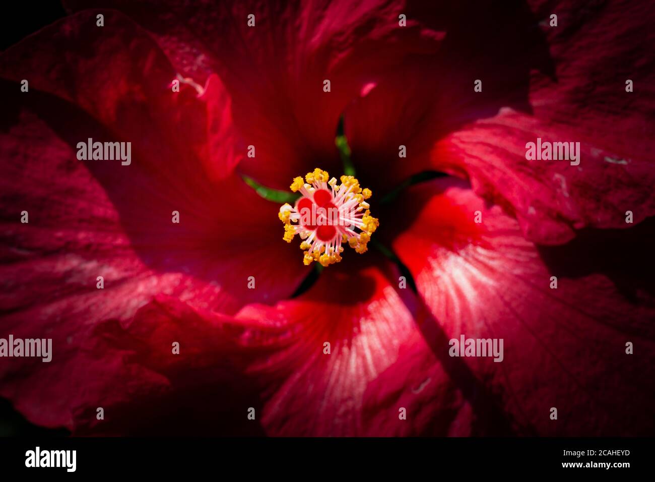 Close up beautiful hibiscus hi-res stock photography and images - Alamy